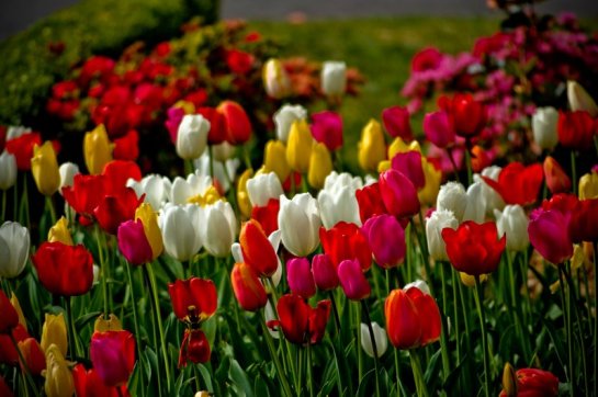 A magnificent display of tulips at the Waldorf Leura Gardens Resort. Photo: David Hill, Blue Mountains Lithgow & Oberon Tourism